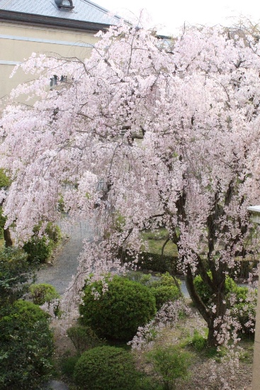 5370-北東窓から八重紅枝垂れ桜　縦.jpg